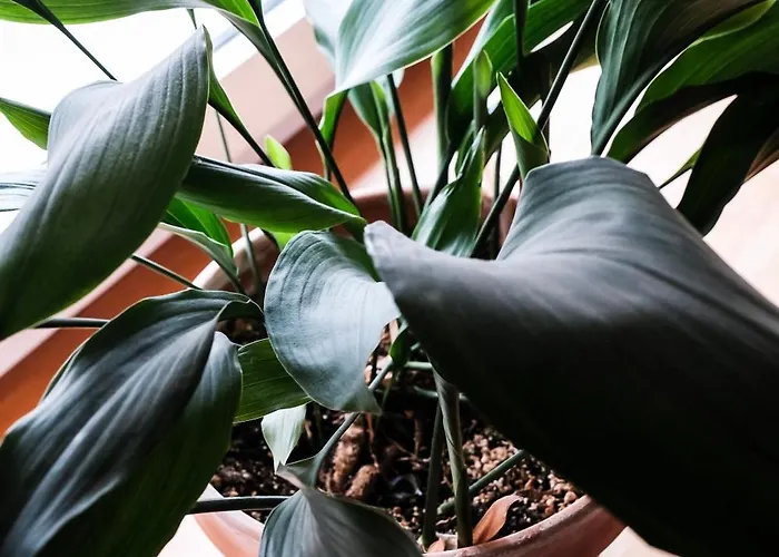 White Loft In Center With 2 King Size Beds Apartment *