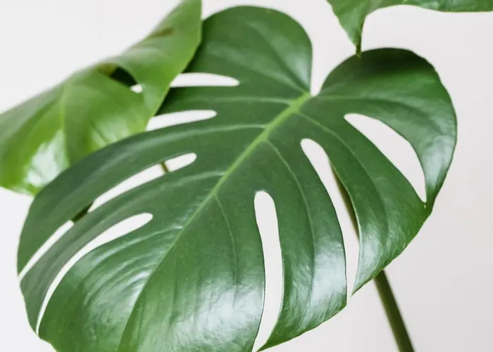 Apartament White Loft In Center With 2 King Size Beds *